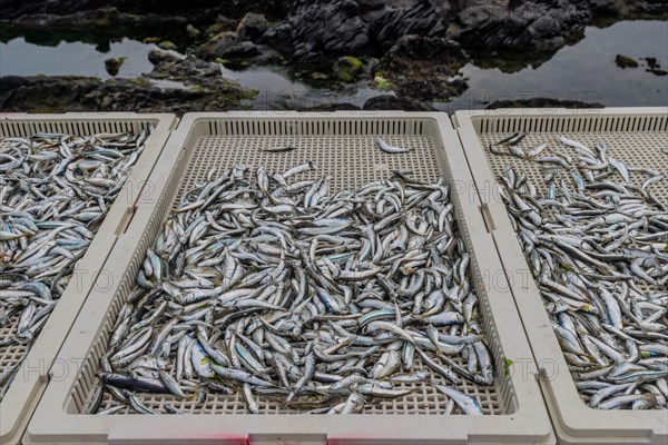 Anchovies drying in plastic containers with blurred volcanic rocks in background in Jeju, South Korea, Asia