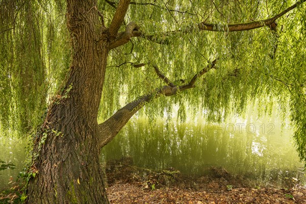 Dreamy scene with a willow whose branches lean over a still body of water