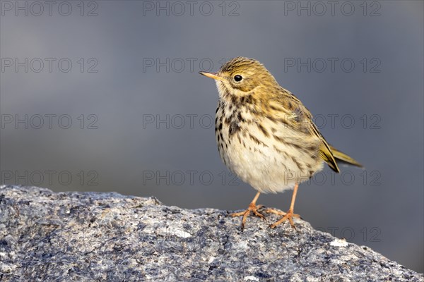 Meadow Pipit, Heligoland