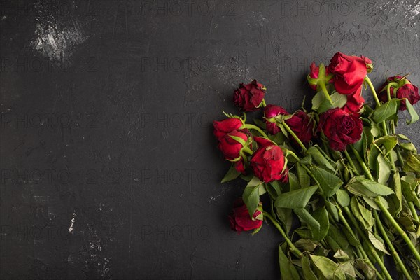 Withered, decaying, roses flowers on black concrete background. top view, flat lay, copy space, still life. Death, depression concept