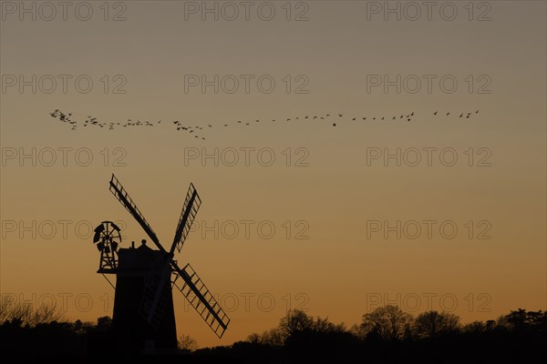 Windmill silhouetted at sunset with a red sky and a skein or flock of Pink-footed geese (Anser brachyrhynchus) flying above, Cley-next-to-the-sea, Norfolk, England, United Kingdom, Europe