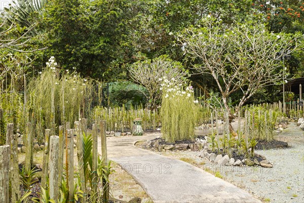 Orchid and bromeliad flower beds in botanical garden, selective focus, copy space, malaysia, Kuching orchid park