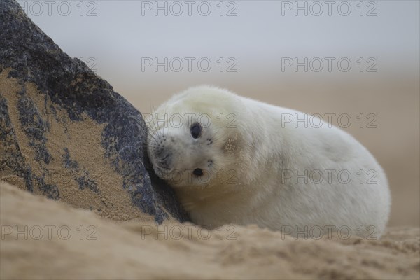 Grey seal (Halichoerus grypus) juvenile baby pup resting against a rock on a beach, Norfolk, England, United Kingdom, Europe