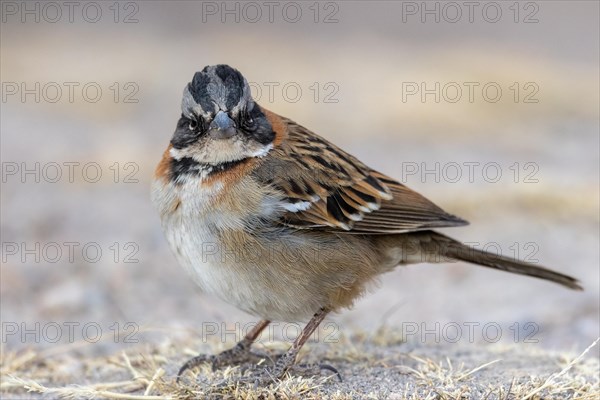 Rufous-collared sparrow