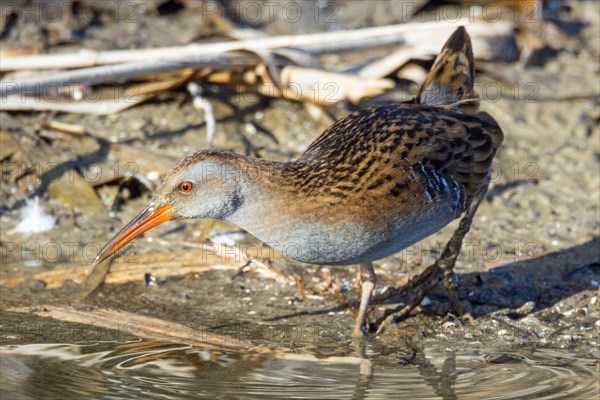 Water rail