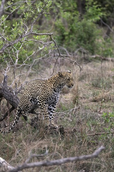 Leopard (Panthera pardus), adult, observed, alert, Sabi Sand Game Reserve, Kruger NP, Kruger National Park, South Africa, Africa