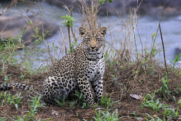 Leopard (Panthera pardus), young, alert, Sabi Sand Game Reserve, Kruger NP, Kruger National Park, South Africa, Africa