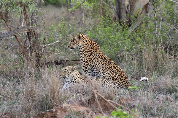 Leopard (Panthera pardus), adult, pair, mating, Sabi Sand Game Reserve, Kruger National Park, Kruger National Park, South Africa, Africa