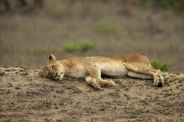 Lion (Panthera leo), adult, female, lying, resting, Sabi Sand Game Reserve, Kruger National Park, Kruger National Park, South Africa, Africa