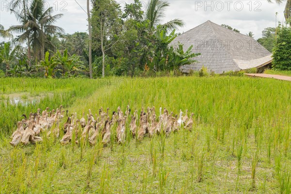 Flock of ducks on rice fields in countryside, Ubud, Bali, Indonesia, green grass. Travel, tropical, agriculture, domestic animals, Asia