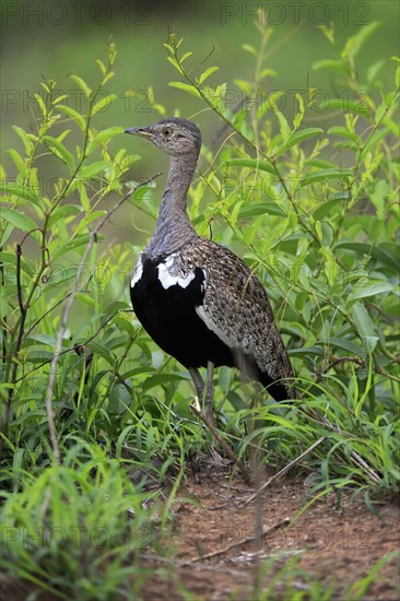 Red-crested Bustard, (Lophotis ruficrista), adult, foraging, vigilant, Kruger National Park, Kruger National Park, South Africa, Africa