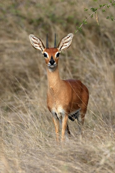 Steenbok (Raphicerus campestris), adult, male, foraging, vigilant, dwarf antelope, Kruger National Park, Kruger National Park, South Africa, Africa