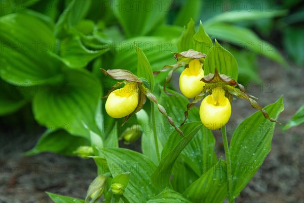 Beautiful orchid flowers of yellow color with green leaves in the garden. Lady's-slipper hybrids. Close up