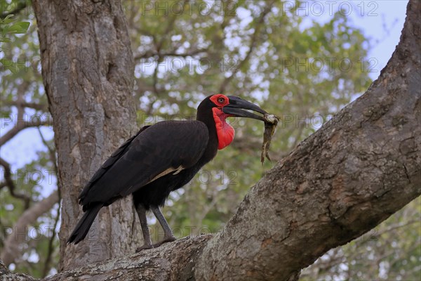 Southern ground hornbill (Bucorvus leadbeateri), adult, feeding, with prey, on tree, Kruger National Park, Kruger National Park, South Africa, Africa