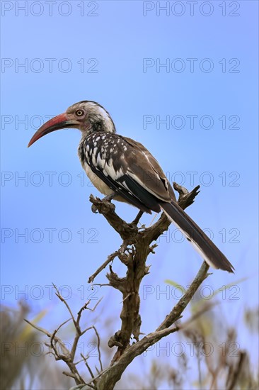 Red-billed hornbill (Tockus erythrorhynchus), adult, on wait, Kruger National Park, Kruger National Park, South Africa, Africa