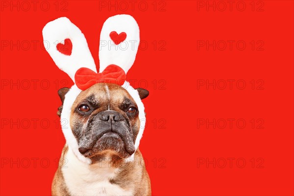 Cute French Bulldog dog wearing Valentine's Day headband with bunny ears with hearts on red background