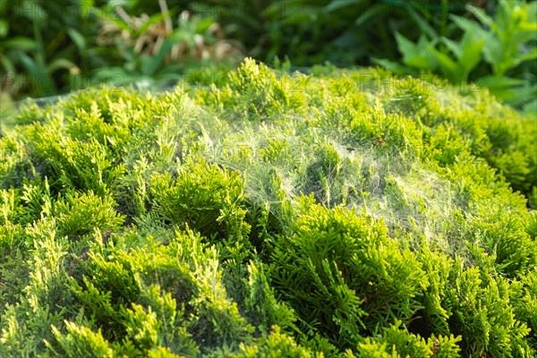 Thuja Occidentalis, western red cedar shrub with beautiful spider net in sunlight in the garden, natural texture