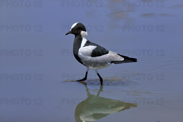 Black-headed Lapwing, (Vanellus armatus), adult, in water, foraging, alert, Kruger National Park, Kruger National Park, South Africa, Africa