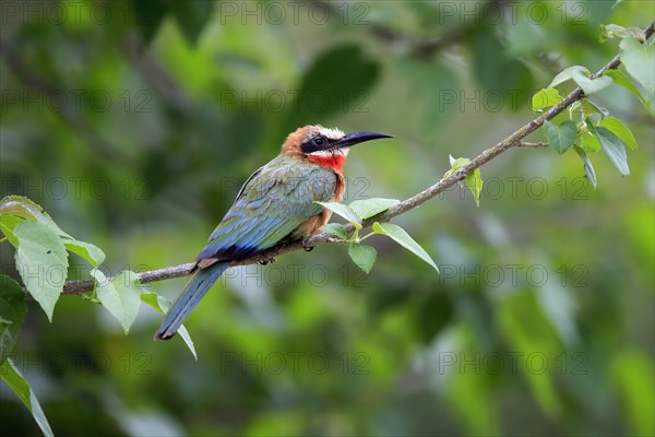 White-fronted bee-eater (Merops bullockoides), adult, on wait, Kruger National Park, Kruger National Park, South Africa, Africa