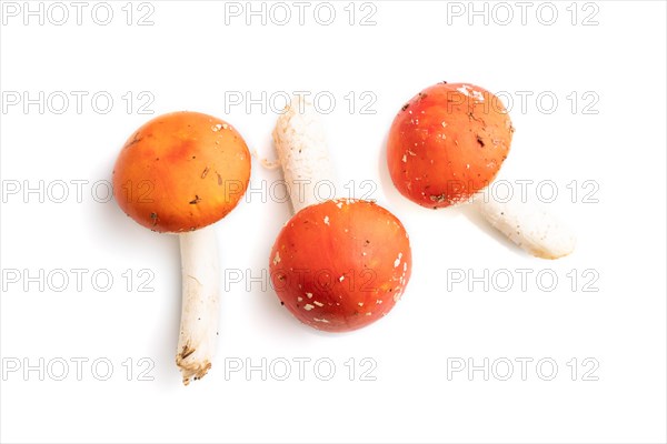 Red fly agaric (Amanta muscaria) isolated on white background. Top view, flat lay, close up