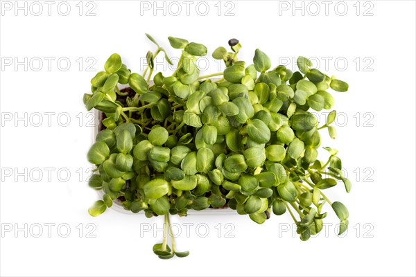 Plastic box with microgreen sprouts of sunflower isolated on white background. Top view, flat lay, close up