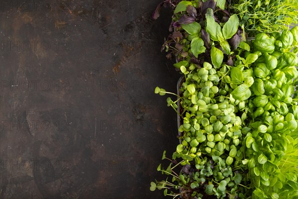Set of boxes with microgreen sprouts of purple and green basil, sunflower, radish, pea on gray concrete background. Top view, flat lay, copy space