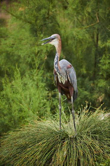 Goliath heron (Ardea goliath) standing in the bushes at the water, captive