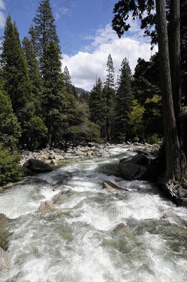 Merced River, Yosemite National Park, California, USA, North America