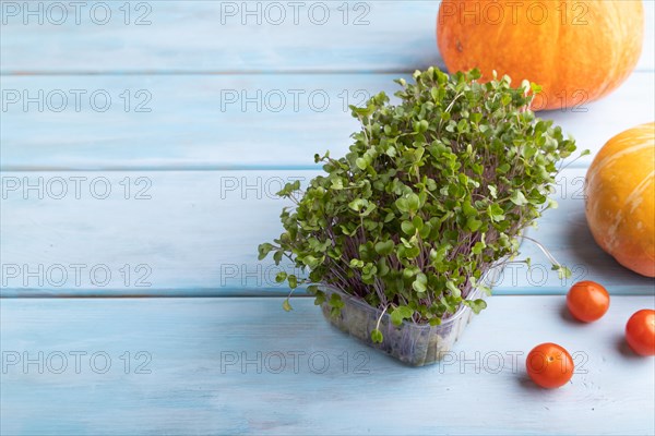 Microgreen sprouts of kohlrabi cabbage with pumpkin on blue wooden background. Side view, copy space