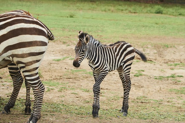 Plains zebra (Equus quagga) foal in the dessert, captive, distribution Africa