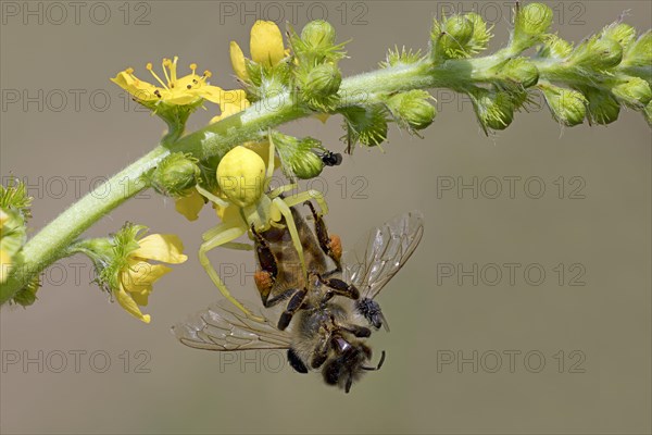 Variable crab spider with prey