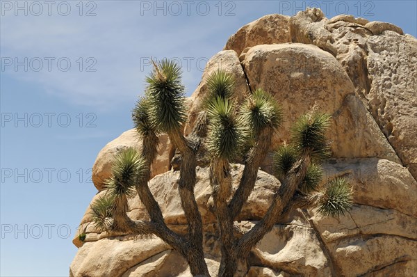 Monzogranite formations, Joshua Tree National Park, Palm Desert, Southern California, USA, North America