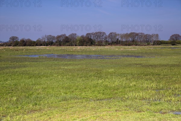 Wetland biotope in the Peene valley, waterlogged meadows, rare habitat for endangered plants and animals, Flusslandschaft Peenetal nature park Park, Mecklenburg-Western Pomerania, Germany, Europe