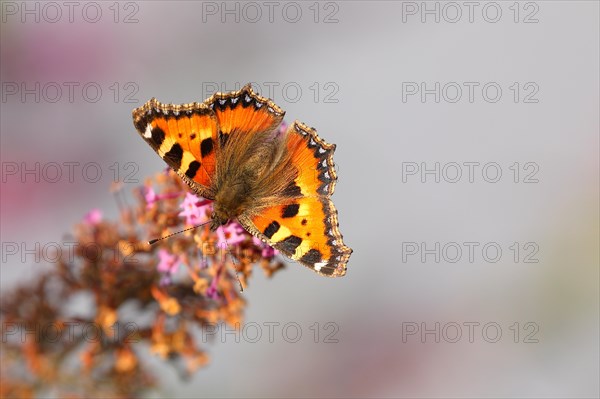 Small tortoiseshell (Aglais urticae), on summer lilac or butterfly-bush (Buddleja davidii), Wilden, North Rhine-Westphalia, Germany, Europe