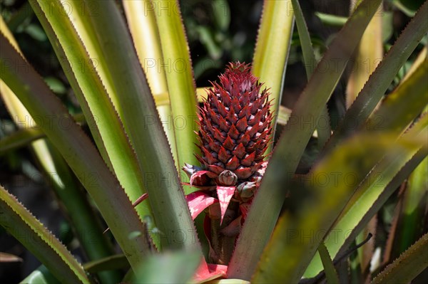 Pineapple plant with unripe fruit, Addateegala, Andhra Pradesh, India, Asia