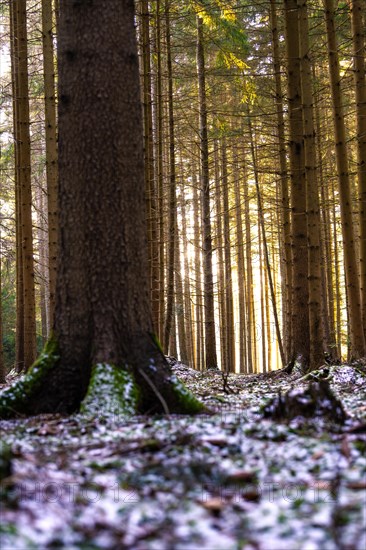 Tree trunks in a forest with light effects and patches of snow on the ground, Unterhaugstett, Black Forest, Germany, Europe