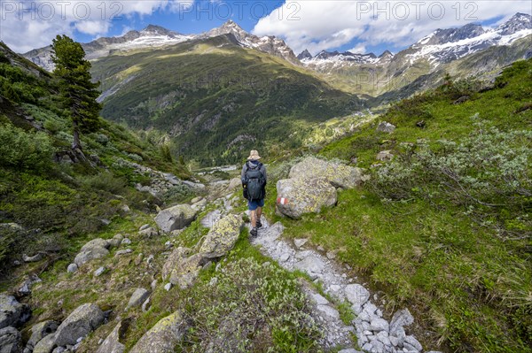 Mountaineers on a hiking trail in front of a picturesque mountain landscape, rocky mountain peaks with snow, valley Zemmgrund with Zemmbach, mountain panorama with summit Zsigmondyspitze and Grosser Moerchner, Berliner Hoehenweg, Zillertal Alps, Tyrol, Austria, Europe