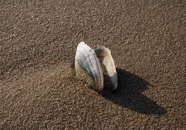 Mussel shell on the beach at Esbjerg, south-west Jutland, Denmark, Europe