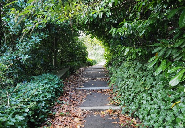 Path in the woods