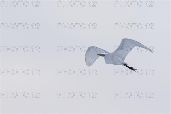 Great egret (Ardea alba), flying, Emsland, Lower Saxony, Germany, Europe