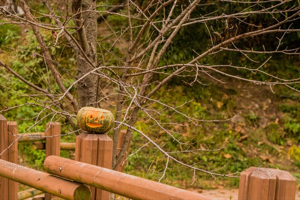 Jack-O-Lantern on wooden railing in front of a barren tree in South Korea