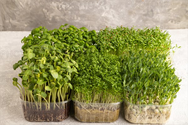 Set of boxes with microgreen sprouts of green basil, pea, cilantro, sunflower, watercress on gray concrete background. Side view, copy space