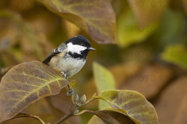 Coal tit (Periparus ater) adult bird amongst autumn leaves of a garden Magnolia tree, Suffolk, England, United Kingdom, Europe