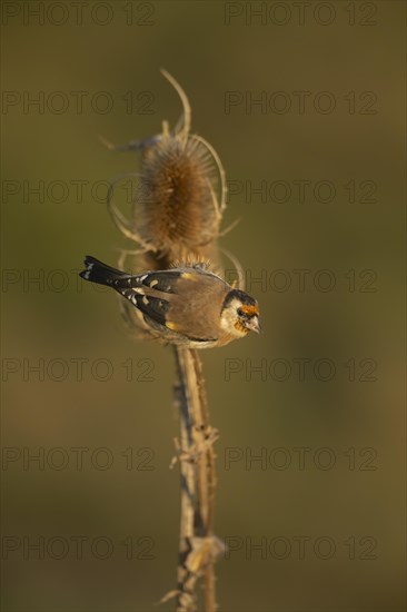 European goldfinch (Carduelis carduelis) adult bird on a Teasel (Dipsacus fullonum) seedhead, Lincolnshire, England, United Kingdom, Europe