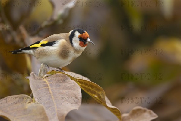 European goldfinch (Carduelis carduelis) adult bird amongst autumn leaves of a garden Magnolia tree, Suffolk, England, United Kingdom, Europe