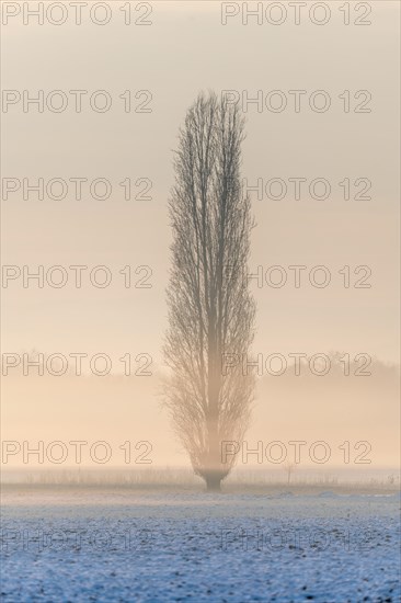 Morning calm in the lowlands in the winter months. Bas-Rhin, Alsace, Grand Est, France, Europe