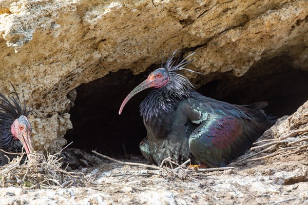 Northern Bald Ibis, Hermit Ibis, or Waldrapp