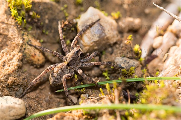 Conspicuous tarantula (Alopecosa accentuata) hunts in its natural habitat on sandy soil between moss, grass and stones, macro view, close-up, Lueneburg Heath, Lower Saxony, Germany, Europe