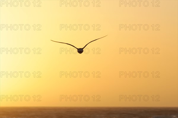 Seagull in the evening light, beach near Morro Bay, Pacific Ocean, California, USA, North America