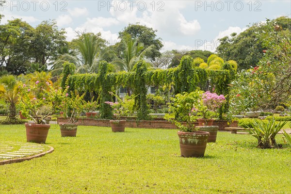 Palm collection in city park in Kuching, Malaysia, tropical garden with large trees and lawns, gardening, landscape design. Daytime with cloudy blue sky, Asia